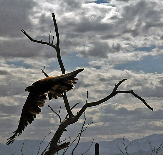 Harris Hawk flying from branch to catch prey at Arizona Sonora Desert Museum